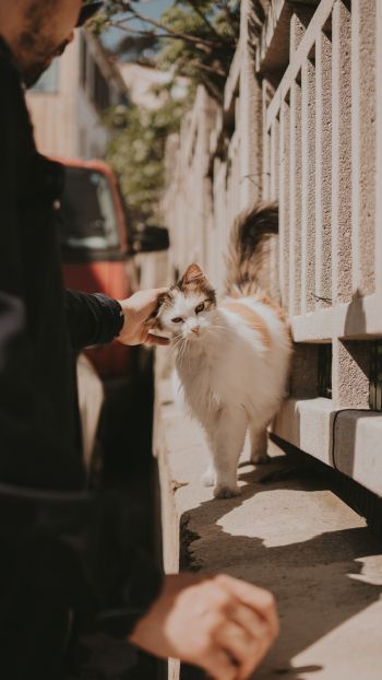 France, street cat Wallpaper 750x1334