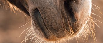 horse, velvet nose Wallpaper 2560x1080