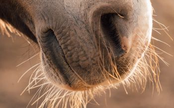 horse, velvet nose Wallpaper 1920x1200