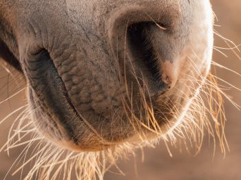 horse, velvet nose Wallpaper 800x600