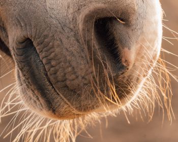 horse, velvet nose Wallpaper 1280x1024