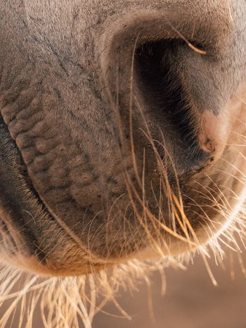 horse, velvet nose Wallpaper 1536x2048