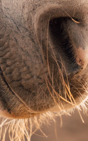 horse, velvet nose Wallpaper 1752x2800