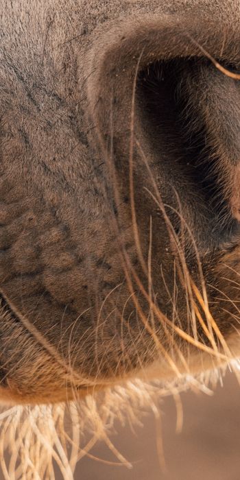 horse, velvet nose Wallpaper 720x1440