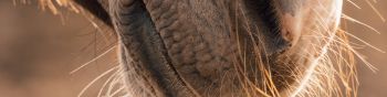 horse, velvet nose Wallpaper 1590x400