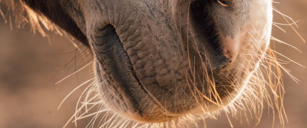 horse, velvet nose Wallpaper 3440x1440