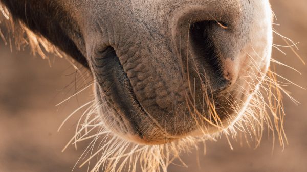 horse, velvet nose Wallpaper 2048x1152