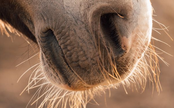 horse, velvet nose Wallpaper 2560x1600