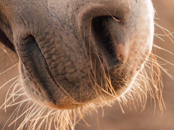 horse, velvet nose Wallpaper 800x600