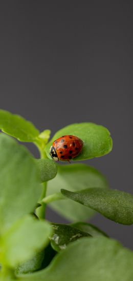 insect, ladybug Wallpaper 1080x2280