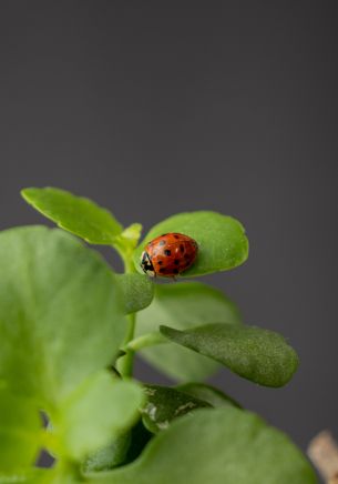 insect, ladybug Wallpaper 1668x2388