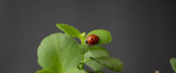 insect, ladybug Wallpaper 3440x1440