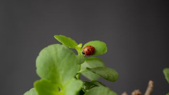 insect, ladybug Wallpaper 2048x1152