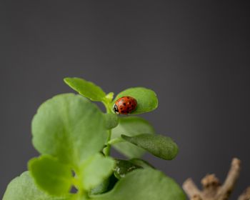 insect, ladybug Wallpaper 1280x1024