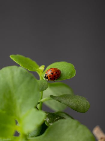 insect, ladybug Wallpaper 1620x2160
