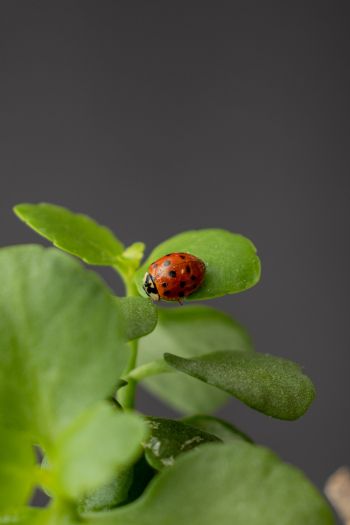 insect, ladybug Wallpaper 640x960