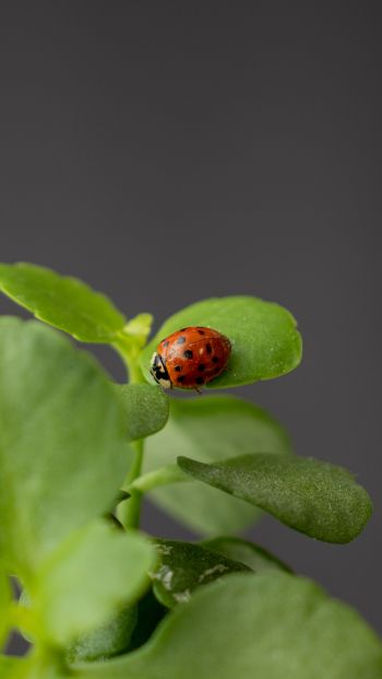insect, ladybug Wallpaper 640x1136