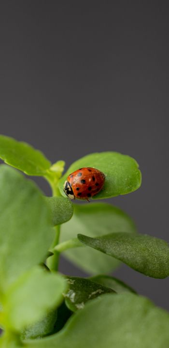 insect, ladybug Wallpaper 1080x2220