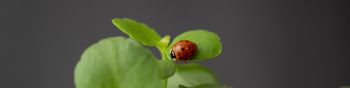 insect, ladybug Wallpaper 1590x400