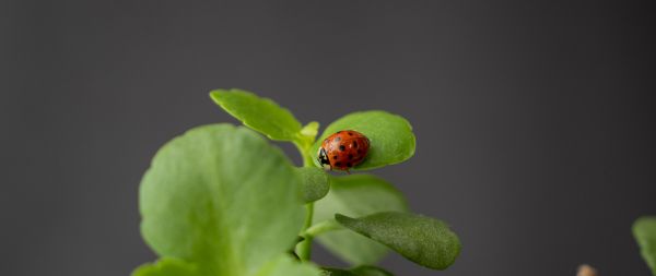 insect, ladybug Wallpaper 2560x1080