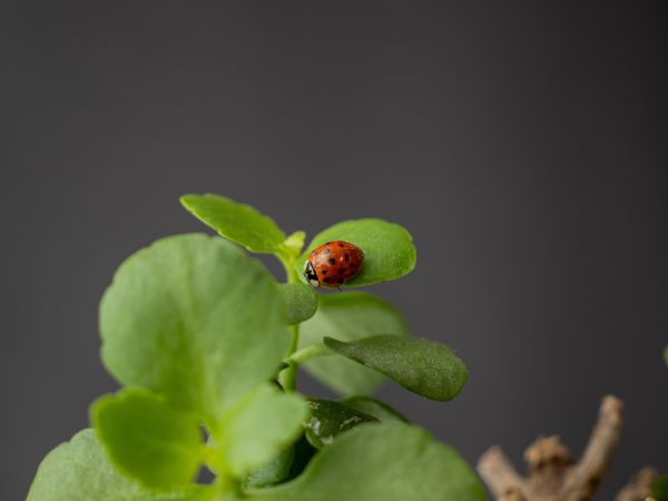 insect, ladybug Wallpaper 800x600