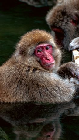 Nagano, Japan, monkeys Wallpaper 640x1136