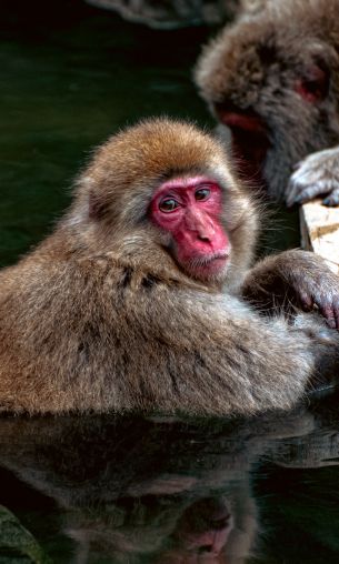 Nagano, Japan, monkeys Wallpaper 1200x2000