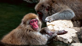 Nagano, Japan, monkeys Wallpaper 1280x720