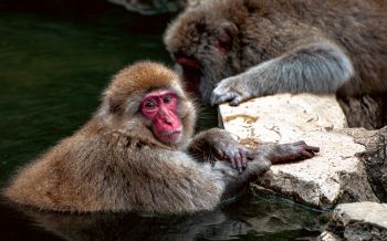 Nagano, Japan, monkeys Wallpaper 2560x1600