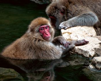 Nagano, Japan, monkeys Wallpaper 1280x1024