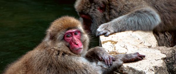 Nagano, Japan, monkeys Wallpaper 2560x1080