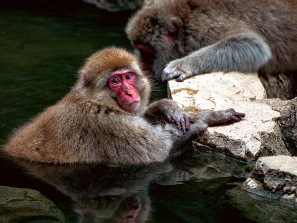 Nagano, Japan, monkeys Wallpaper 3776x2832