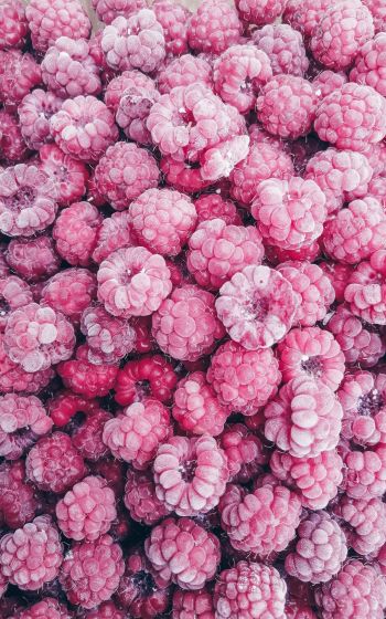 raspberries, berry Wallpaper 1600x2560