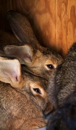 valley bravo, rabbits Wallpaper 600x1024