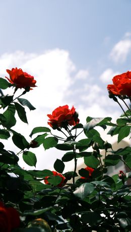 Обои 640x1136 розы, цветы