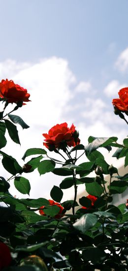 Обои 1080x2280 розы, цветы