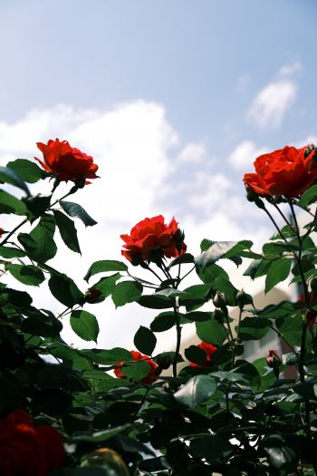 Обои 640x960 розы, цветы