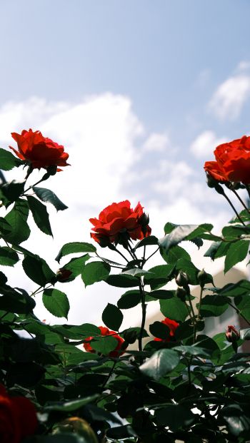 Обои 640x1136 розы, цветы