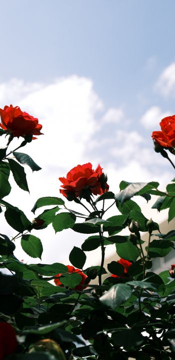 Обои 1080x2220 розы, цветы