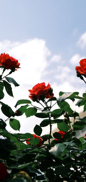 roses, flowers Wallpaper 1080x2280