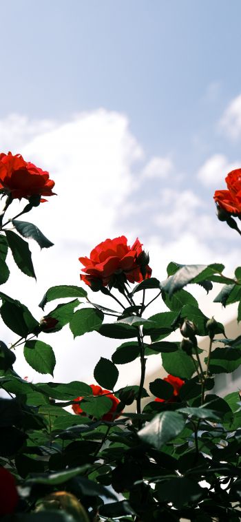 Обои 1080x2340 розы, цветы