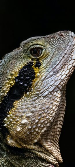 Australia, iguana Wallpaper 720x1600