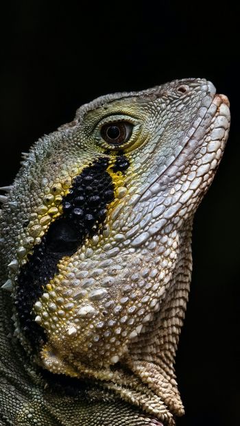 Australia, iguana Wallpaper 640x1136