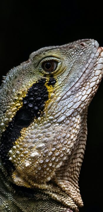 Australia, iguana Wallpaper 1080x2220