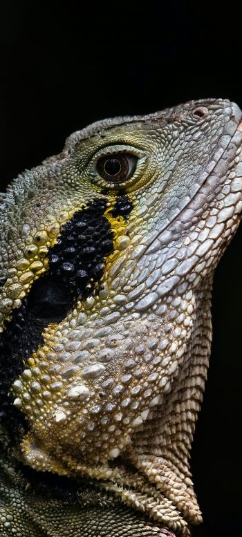 Australia, iguana Wallpaper 1080x2400
