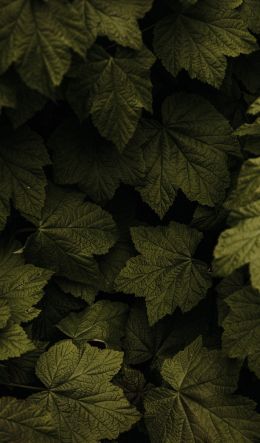 raspberry bush, leaves Wallpaper 600x1024