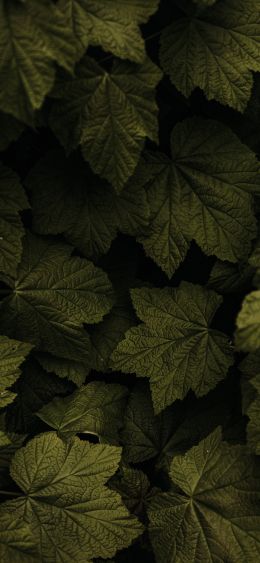 raspberry bush, leaves Wallpaper 1080x2340