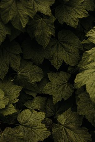 raspberry bush, leaves Wallpaper 640x960