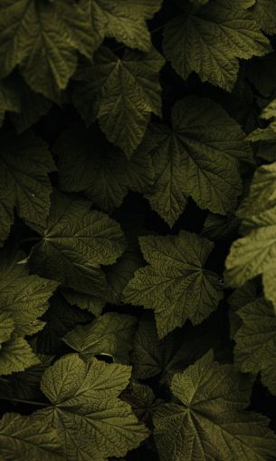 raspberry bush, leaves Wallpaper 1200x2000