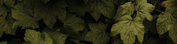 raspberry bush, leaves Wallpaper 1590x400